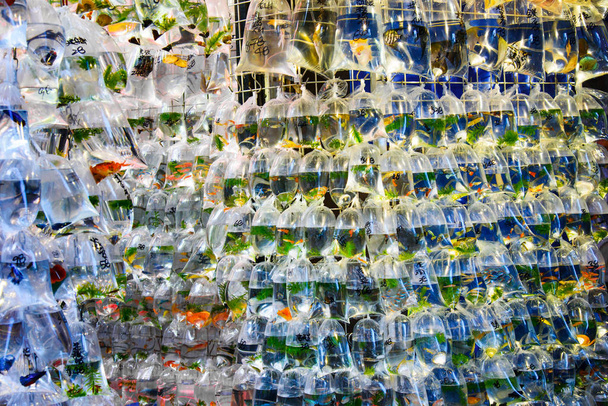 Aranyhal-piactól Kínában, Hong Kong, és a táskák írt árakat - Fotó, kép