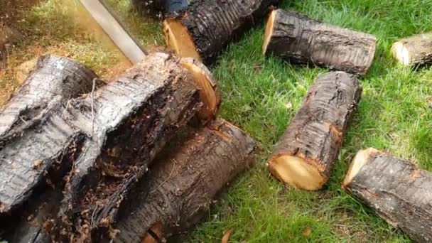 chainsaw cuts wood slow motion - Footage, Video