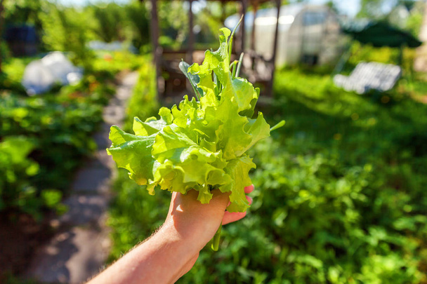Листя салату під дощем. Крупним планом фермерська рука тримає свіже листя салату на тлі розмитої зелені. Органічне здоров'я харчування веганська органічна вегетаріанська концепція дієти
 - Фото, зображення