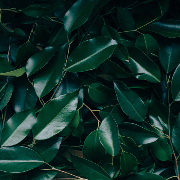 Natural Background of Green Leaves, ficus tree - Valokuva, kuva