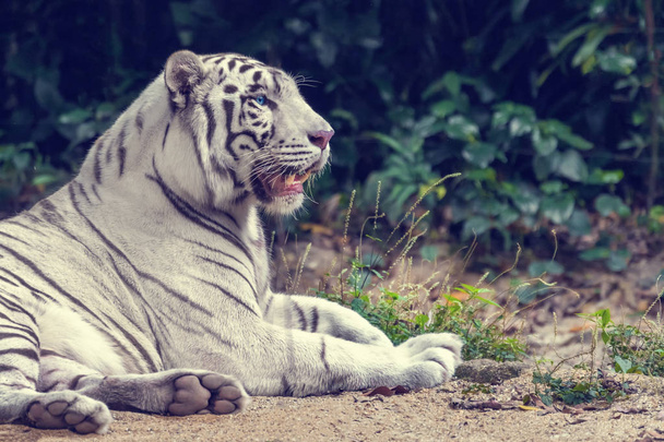 White tiger lying on the sand - Photo, image