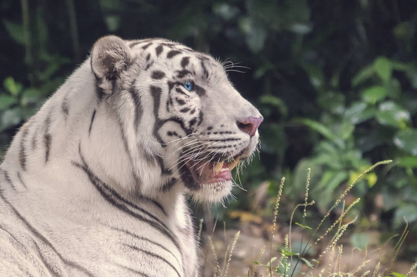 White Bengal Tiger with blue eyes close-up portrait - Fotografie, Obrázek