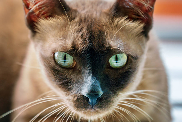 Burmese cat, close-up - 写真・画像