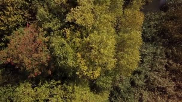 herfst boom kronen bekijken van bovenaf - Video