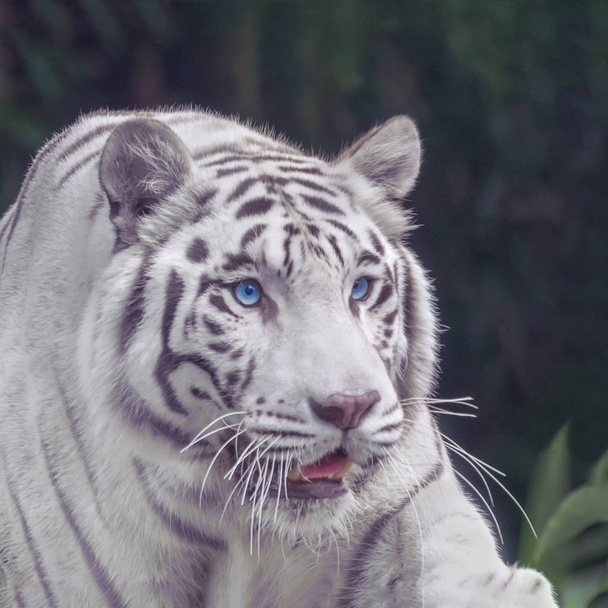 White tiger with blue eyes close-up portrait - Fotó, kép