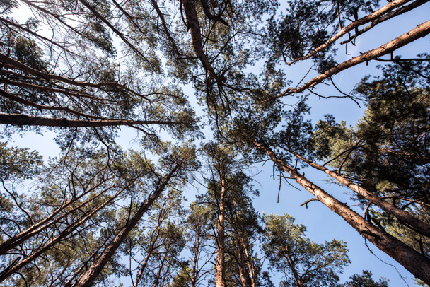 vista inferior de pinheiros com céu azul na floresta
 - Foto, Imagem