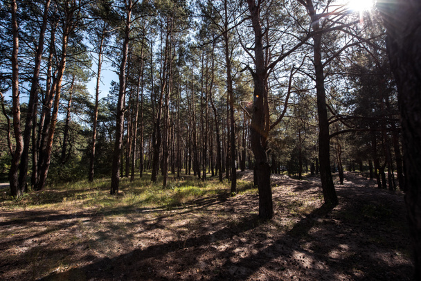 view of forest with sun flare between pine trees - Foto, imagen