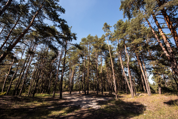 landscape with forest with pine trees and blue sky - Photo, image