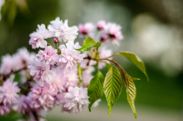 Flor de sakura suave na primavera
. - Foto, Imagem