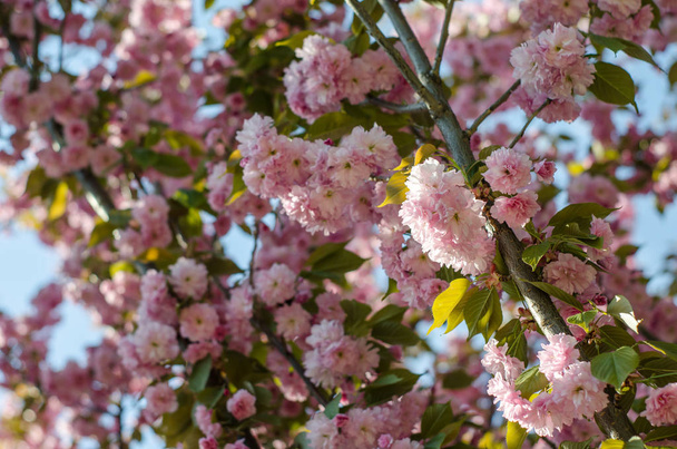 Sanfte Sakura-Blüten im Frühling. - Foto, Bild