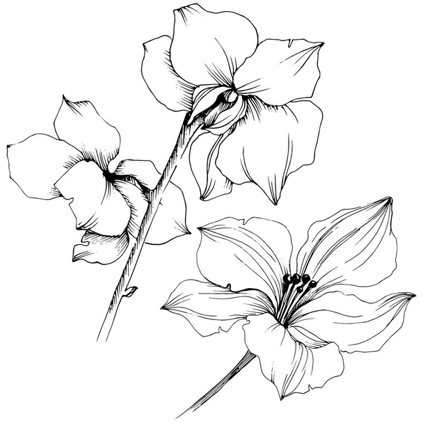 Wektor Orchidea kwiat. Botaniczny kwiat kwiatowy. Element ilustracja na białym tle. Aquarelle wildflower za tło, tekstura, wzór otoki, ramki lub granicy. - Wektor, obraz