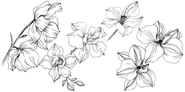 Vektor orchidej květina. Květinové botanické květin. Izolované ilustrace prvek. Aquarelle wildflower pro pozadí, textura, souhrnný vzorek, rám nebo hranice. - Vektor, obrázek