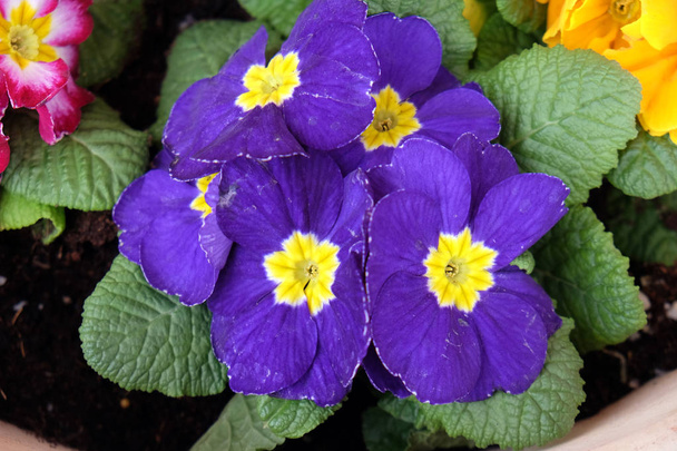 Primula, species of flowering plant in the family Primulaceae - Photo, Image