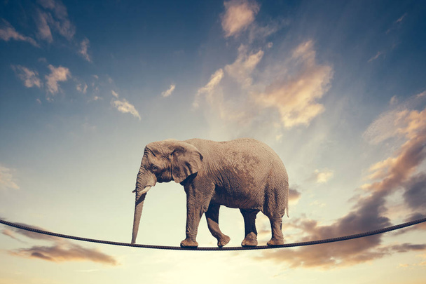 Elefant läuft auf Linie gegen bewölkten Himmel - Foto, Bild