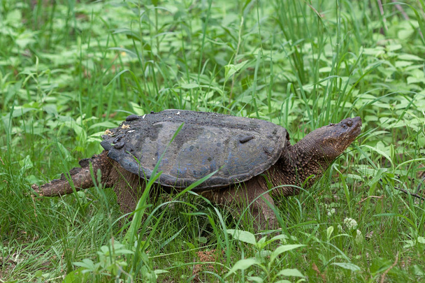 Harapós teknős lassan feltérképezi dús fű és bozótot útban vissza a tó. Több piócák van beakadt egy kört rá héj tetején. - Fotó, kép
