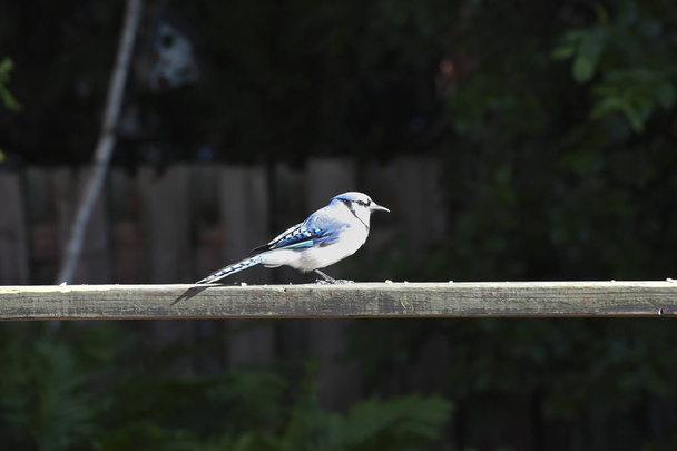 Blue Jay na drewnianej ramie - Zdjęcie, obraz