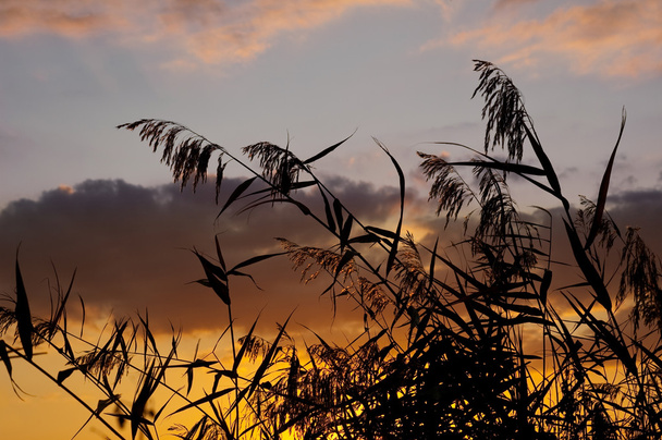 Sunset a trávy - Fotografie, Obrázek