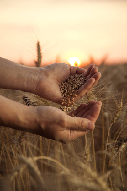 man pours wheat from hand to hand on the background of a wheat field - Foto, Imagen