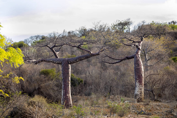 árboles de baobab en el norte de Madagascar
 - Foto, imagen