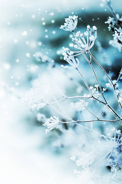 closeup view of frozen branches with snow - Foto, Imagen