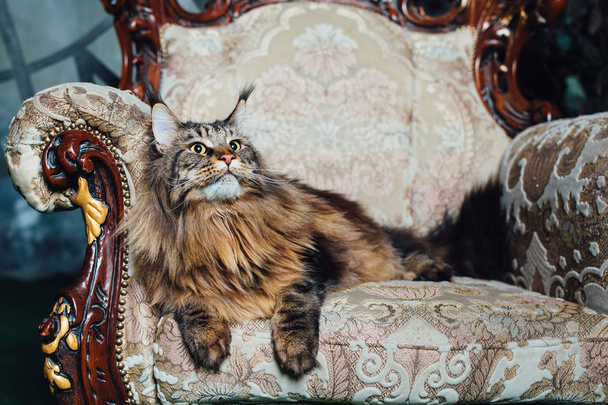 Maine Coon chat sur chaise antique
 - Photo, image