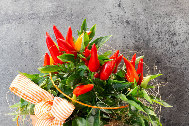 Chili-Pflanze vor Betonhintergrund - Foto, Bild