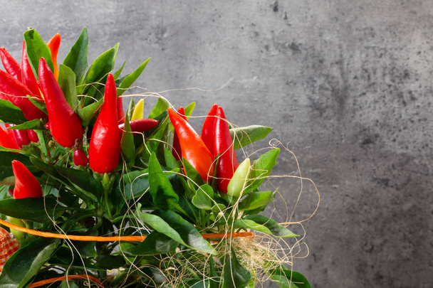 chilli rostlin před konkrétní pozadí - Fotografie, Obrázek