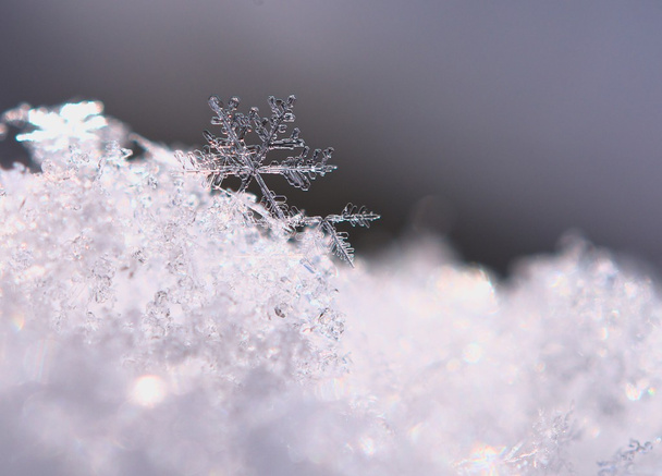 Snowflake Macro - Foto, Imagem