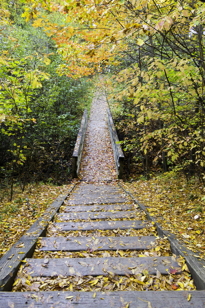 Des marches en bois sur le sentier dans la forêt
 - Photo, image