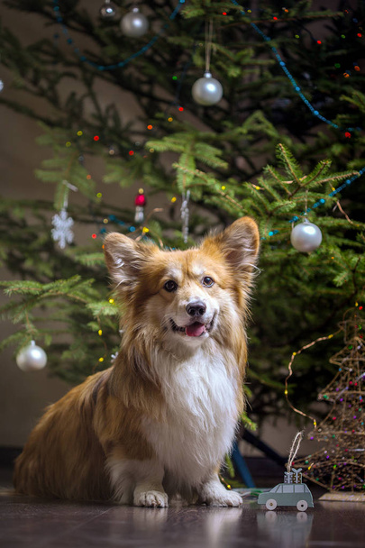 christmas. very beautiful corgi fluffy dog on the background of the Christmas tre - Фото, изображение