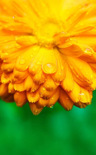 close up view of marigold flower with wet petals on green background - Photo, Image
