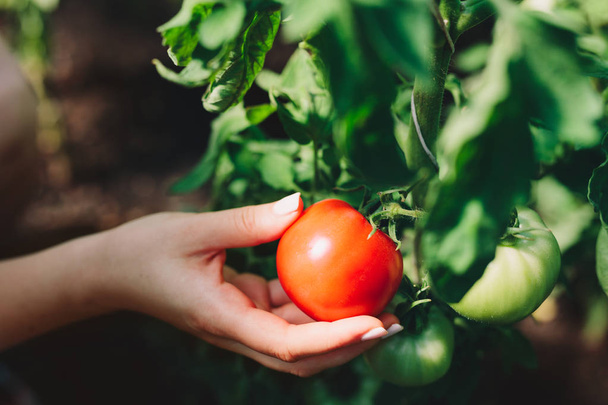 Kadın bush dan taze domates toplama görünümünü kapat  - Fotoğraf, Görsel