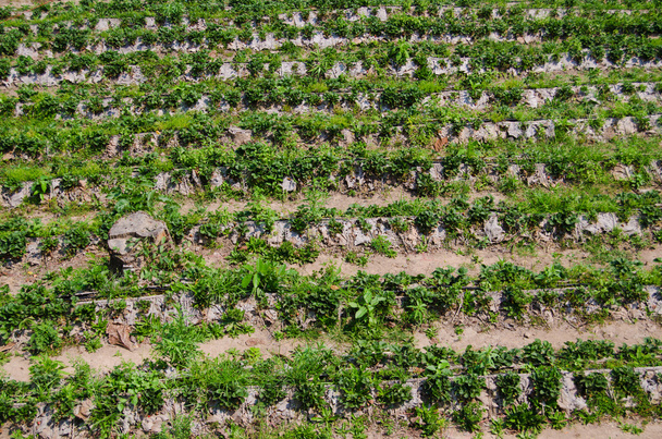 αγρόκτημα φράουλας στη βόρεια της Ταϊλάνδης - Φωτογραφία, εικόνα