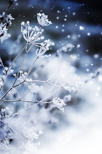 donmuş dalları ile kar closeup görünümü - Fotoğraf, Görsel