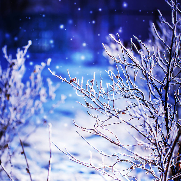 closeup view of frozen branches with snow - Fotó, kép
