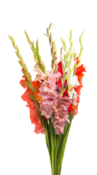 gladiolus flowers isolated on white background - Photo, Image