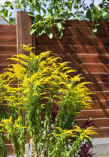 Blooming Canadian goldenrod (Solidago canadensis) on brown wooden fence backgorund - Photo, Image