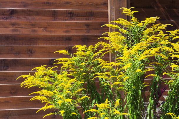 Blooming Canadian goldenrod (Solidago canadensis)  - Photo, Image
