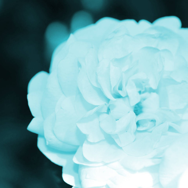 Kolorowe tło. Róża Kwiat bukiet tła. Kompozycja kwiatowa stonowanych - Zdjęcie, obraz