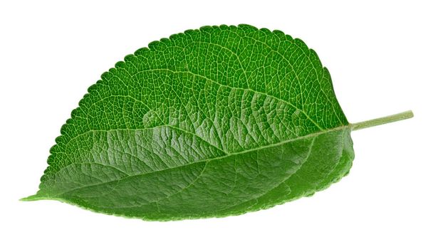 Green apple leaf isolated - Foto, immagini