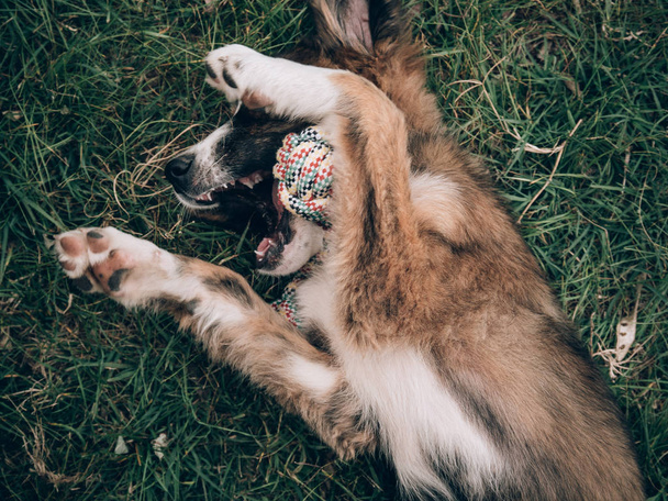 芝生で遊ぶ遊び心のあるかわいい犬.  - 写真・画像