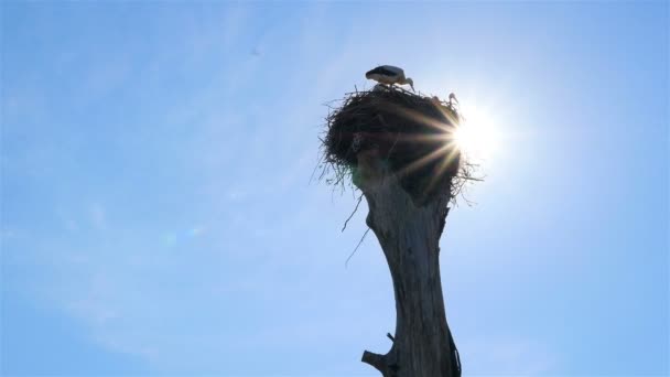 Cegonhas no ninho contra o céu azul. Belos raios do sol. Movimento lento
 - Filmagem, Vídeo
