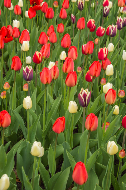 Lots of colorful tulip flowers natural spring background - Fotó, kép