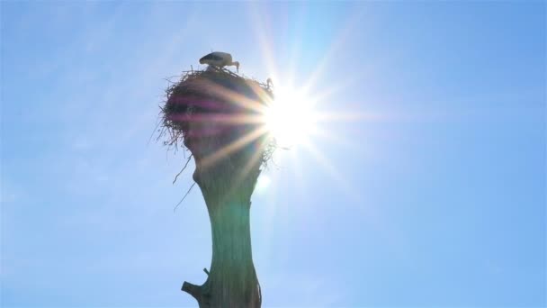 Családi gólya egy fészek a fán ült. A fényes napsugarak - Felvétel, videó