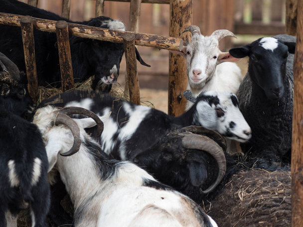 Funny black and white goats on the farm - Foto, Imagen