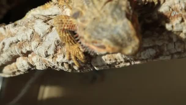 Bearded Dragon klimmen - Video
