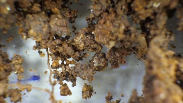 土壌とラボで鉱物試料の分析 - 映像、動画