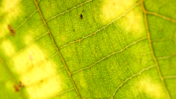 Macro shot di foglie e piante verdi sono stati analizzati
 - Filmati, video