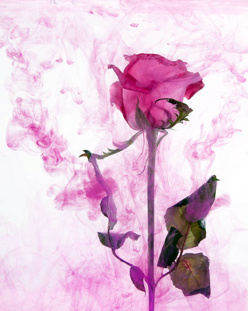 Vaaleanpunainen ruusu vihreät lehdet veden sisällä valkoisella pohjalla. Vesiväri tyyli ja abstrakti kuva punainen ruusu
. - Valokuva, kuva