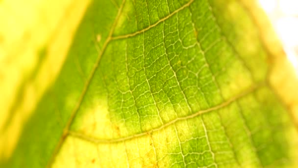 Macro-opname van groene bladeren en planten is geanalyseerd - Video